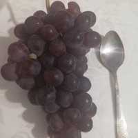 Саженцы винограда продам-1500 тг