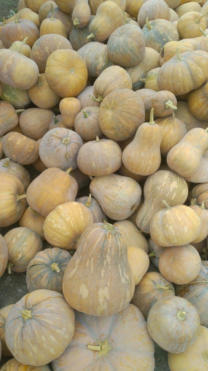 Продам тыкву оптом , местная сладкая тыква  из несколько сортов .