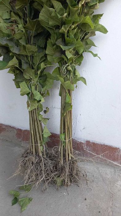 manzarali ko'chatlar