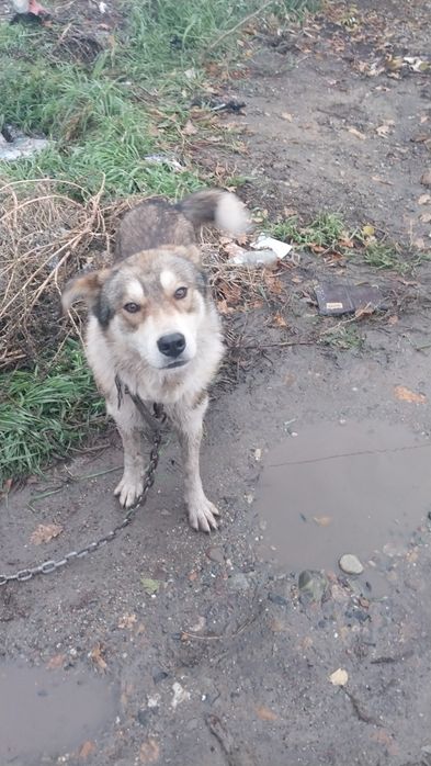 Собака в добрые руки