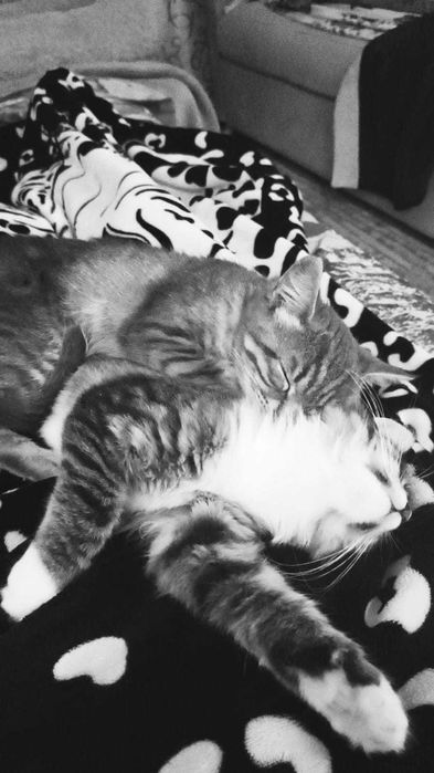 Отдам котят 3 месяца