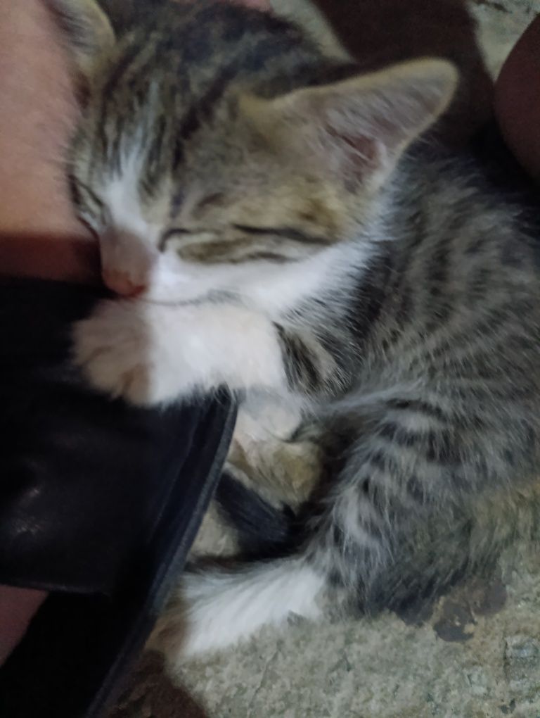 Котёнок красивый