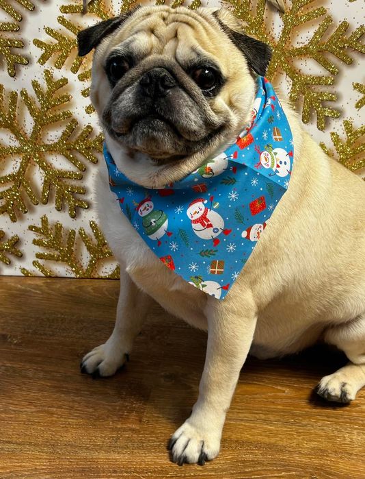 Toaletaj canin Campia Turzii