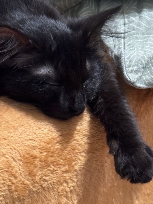 Mikiduță isi cauta casuta