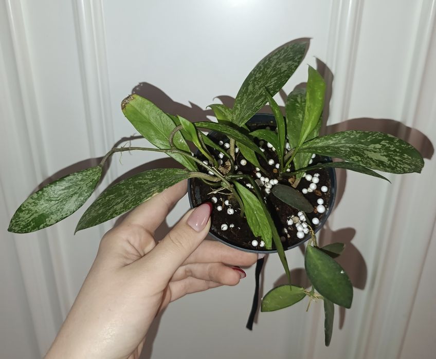 Продаётся 2 вида хойя