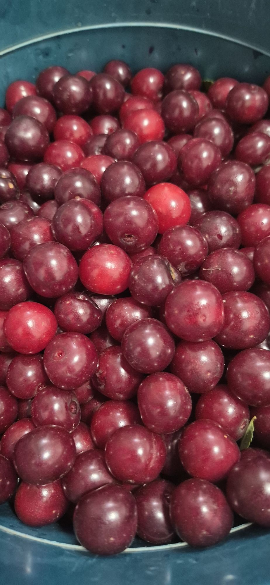Продам вишню, смелая,  крупная