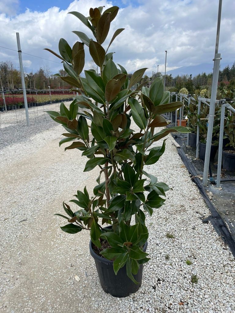 Magnolia grandiflora veșnic verde