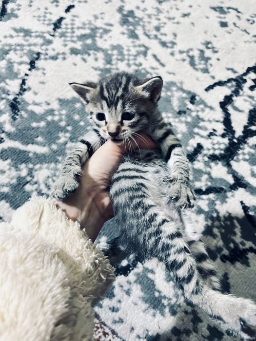 отдаются котята бесплатно