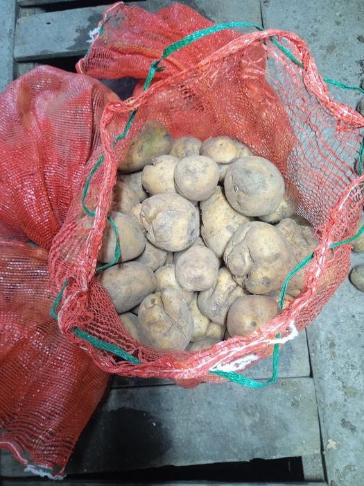 Продам картофель сетками