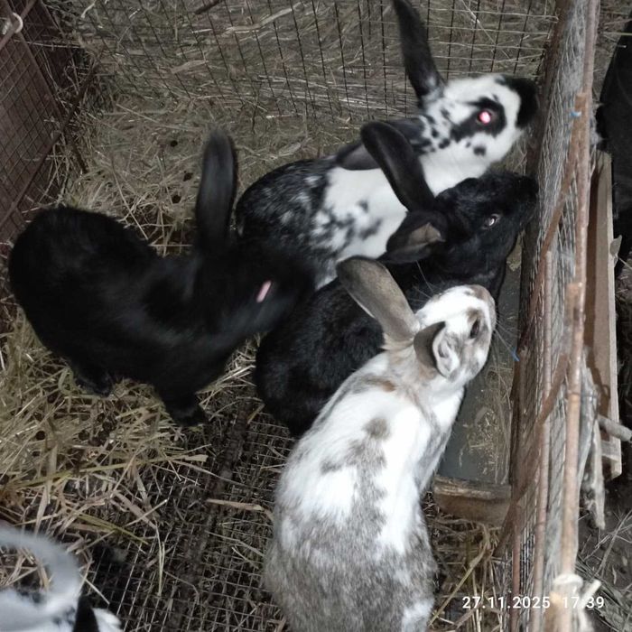 Продам кроликов живым весом и мясом