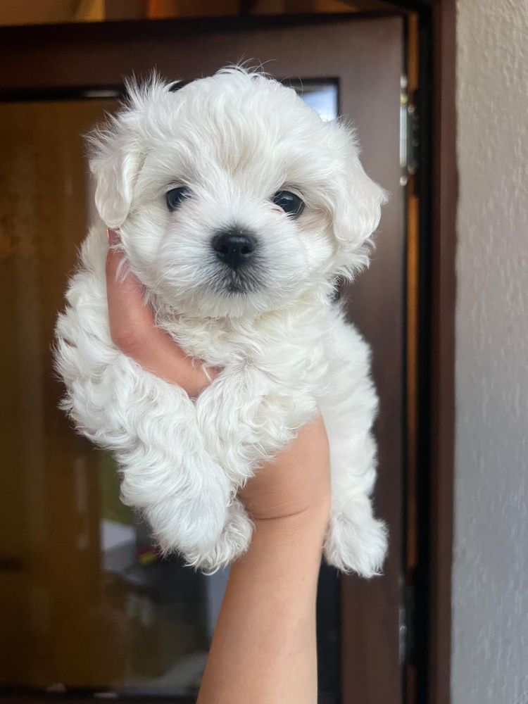 Bichon maltez alb