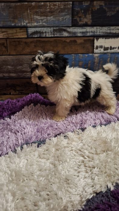 Бийвър йоркширски териер