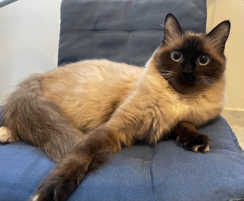 Donez pisica birmaneza de 3 ani foarte iubitoare