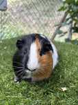 Porcusor de Guineea