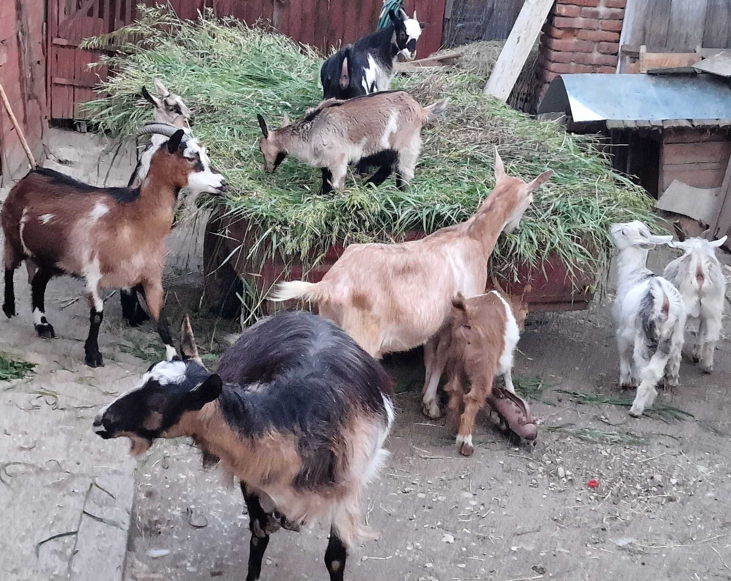 Vand 3 capre 6 iezi capre Bihor / Toboliu.