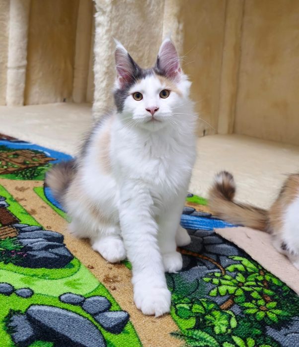 Fetița Maine Coon disponibila