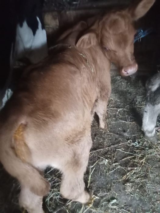 Vând trei viței de lapte