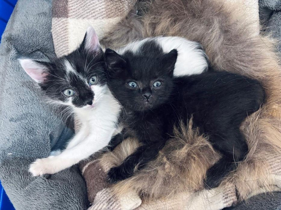 Отдам в д о б р ы е. ,л ю б я щ и е р у к и  к о т я т