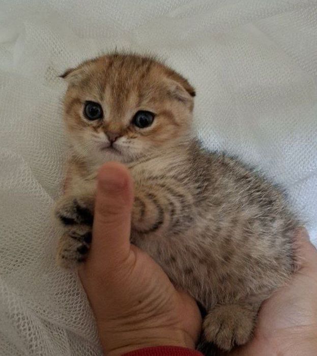 продяется котята в хорошие руки