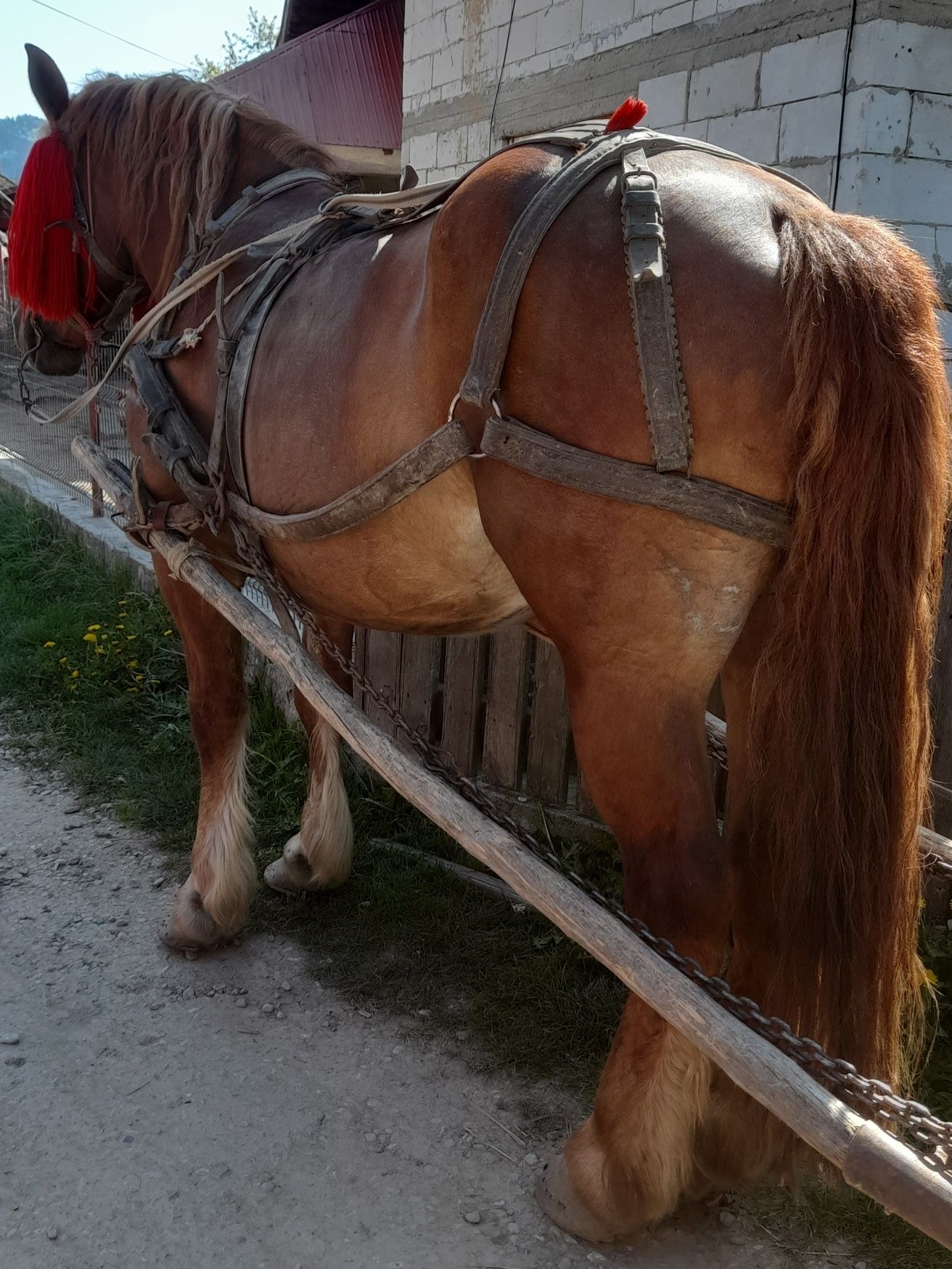 Vând iapă ,foarte bună