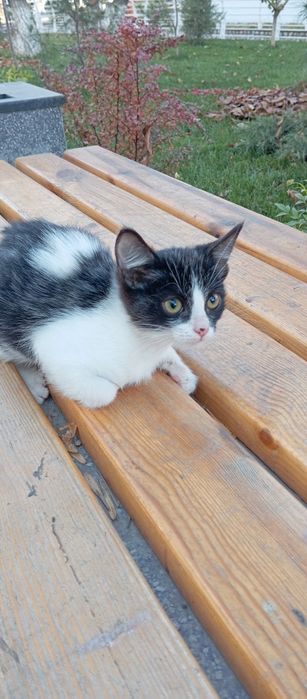 Отдам в добрые руки