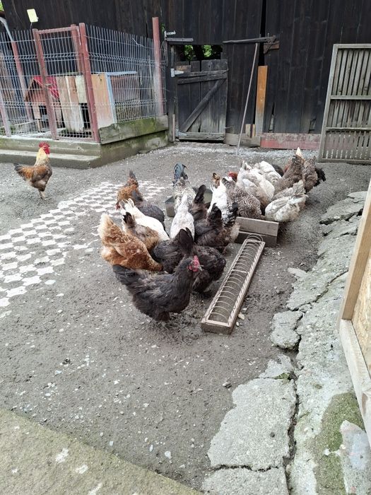 Gaini outoare de casa