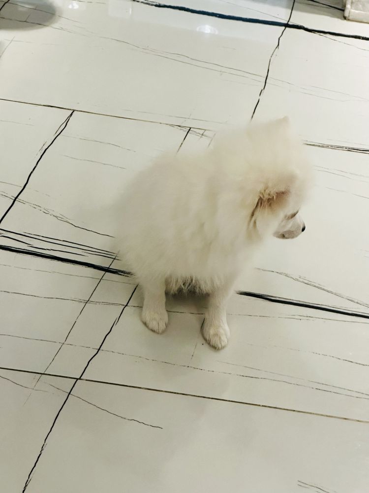 Pomeranian fetita