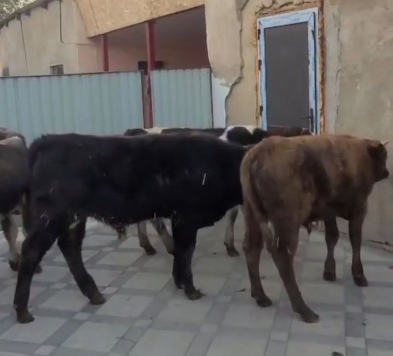 Бычки бука бычок 7 голов