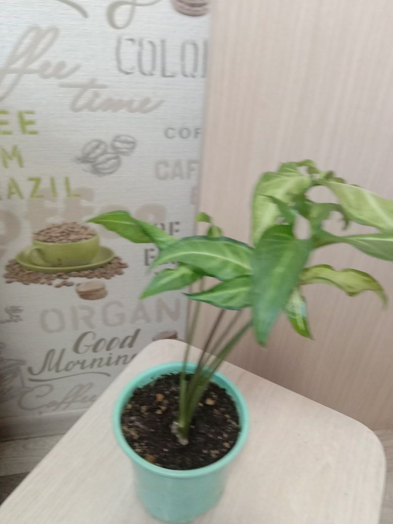 Спешите купить,распродажа