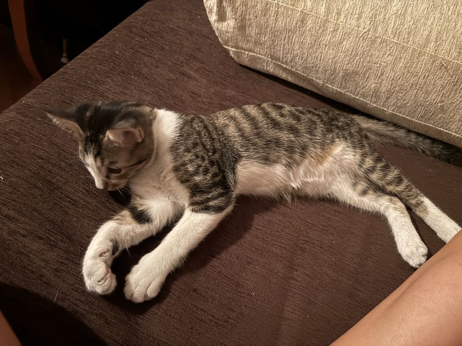 Подарявам малки котета