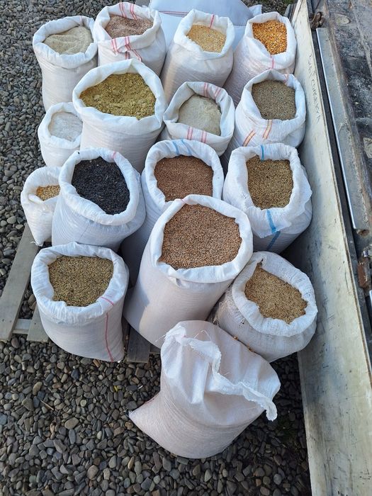 Secara, ovaz, porumb, floare