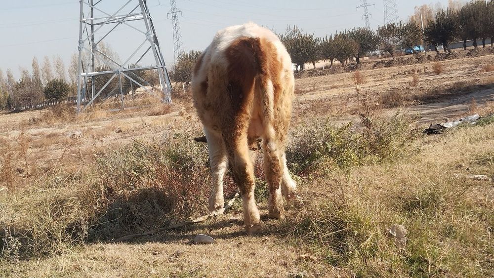 Buqacha sotiladi 9 ,10 oylik