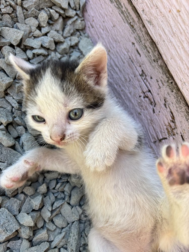Pisică spre adopție