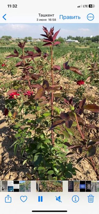 Atir gullar sotiladi ko’chati bilan optim hamasi