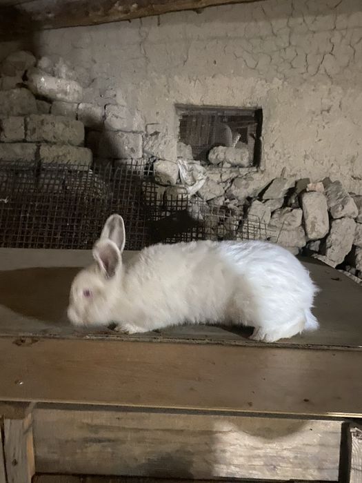 кролик, порода ( калифорня ) 7 месяцев