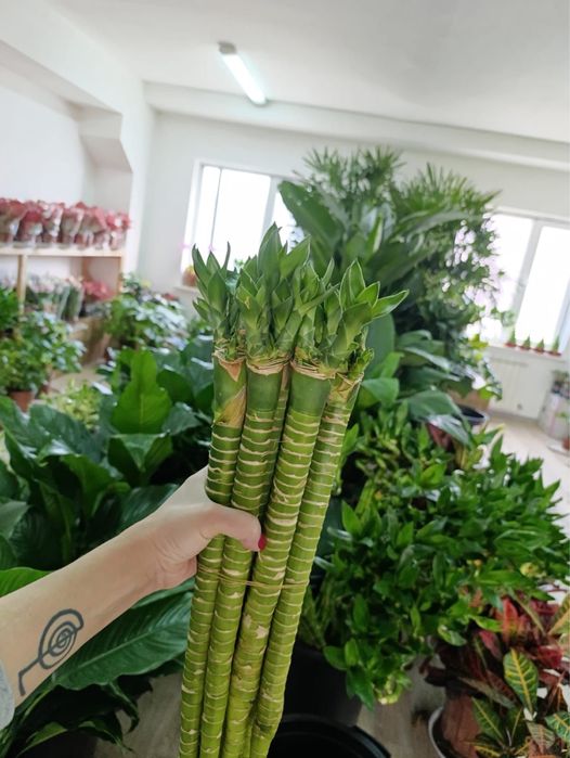 Бамбук для привлечения  достатка