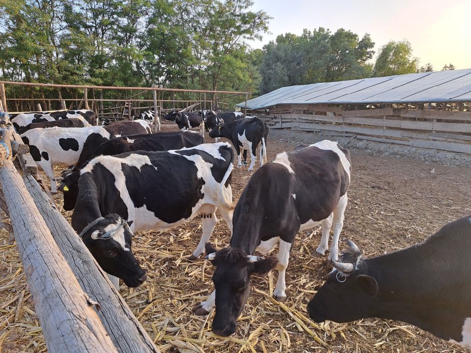 Vand vaci COP Baltata cu Negru Romaneasca, Taur Monta, Vitele origine