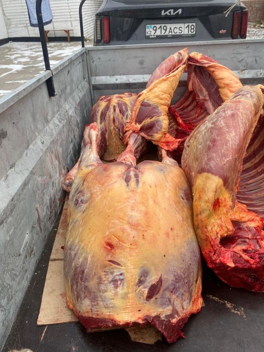 Продам соғым (жабағы/ конина)