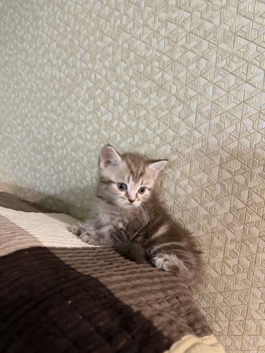 шотландские котята