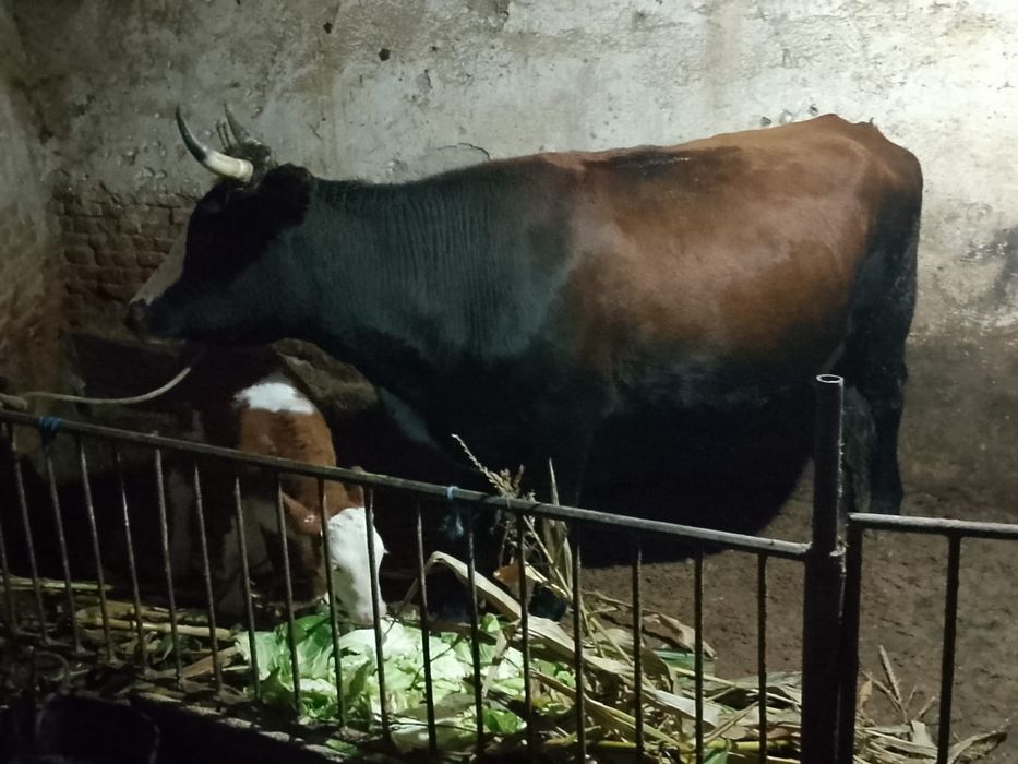 Vând vaca cu vitel