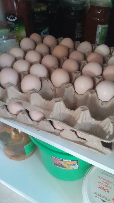 Продаю яйца на инкубацию