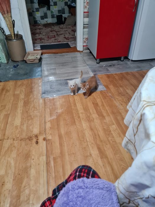 Отдам котят в хорошие руки