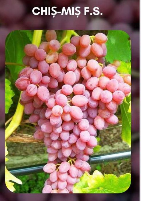 Vindem Vita de vie si pomi fructiferi -plantam si livram in toata tara