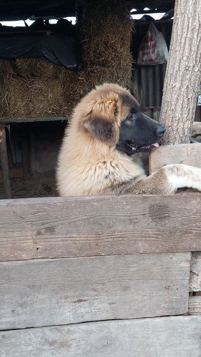 Vând Ciobănesc Caucazian