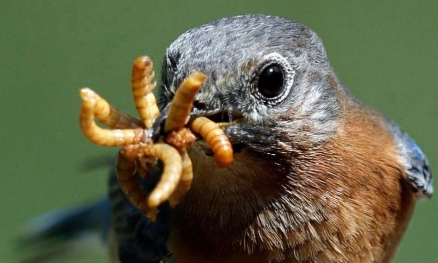 Viermi de făină , mealworms.