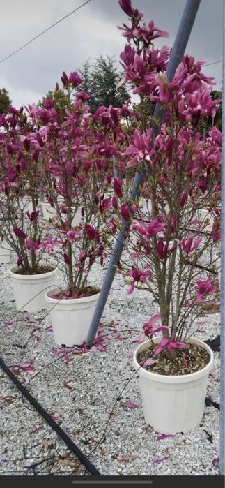 Magnolie copac Solangeana