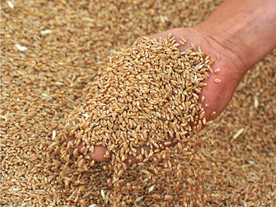 Продам зерно в хорошем состоянии