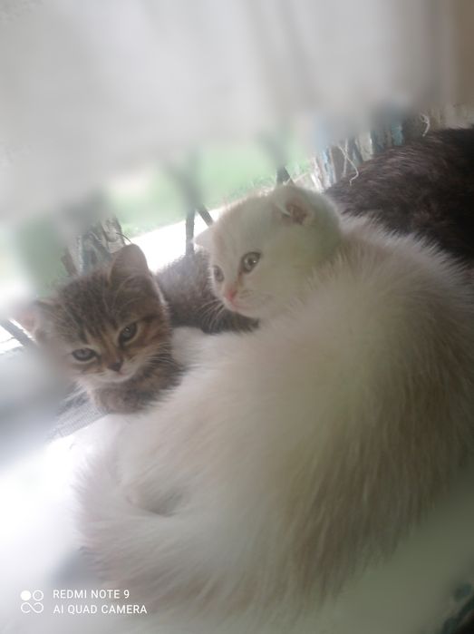 Продам котят шотландская вислоухая.