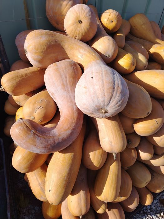 Тикви цигулка на едро