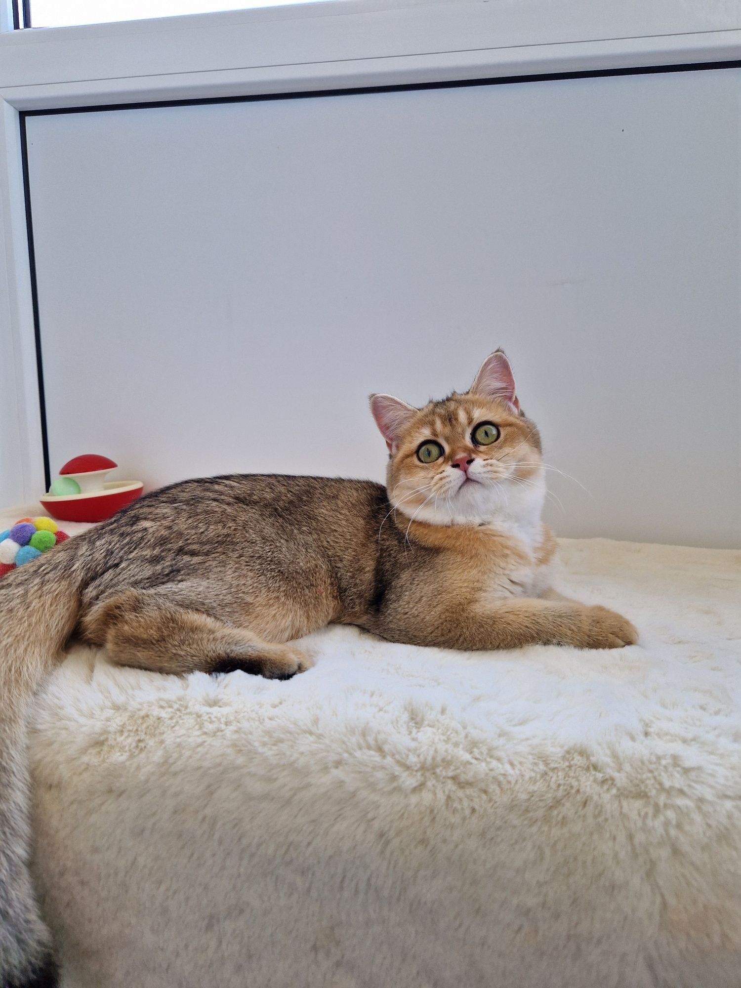 British shorthair golden